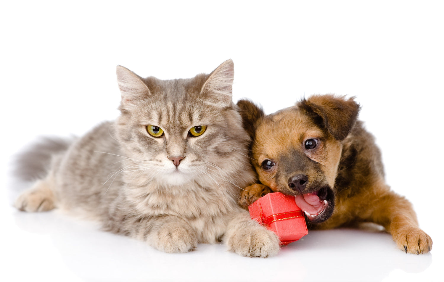 Cat And Dog Toys